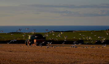 Longhouse Farm gulls eve